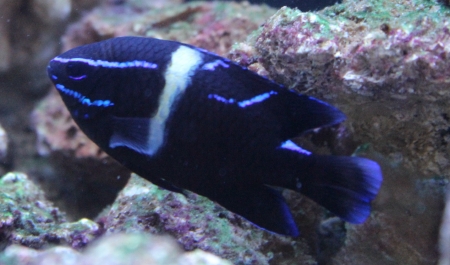  Neoglyphidodon oxyodon (Javanese Damselfish, Blue Velvet Damselfish, Bluestreak Damselfish)